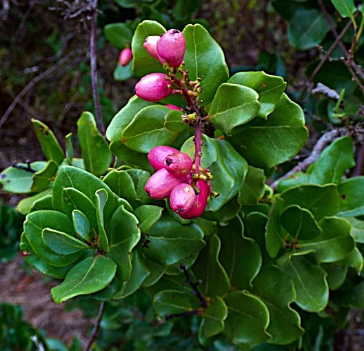 Close-up of green leaves and bright pink berries on a branch