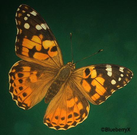 Painted lady butterfly with orange and black patterned wings on a dark green background