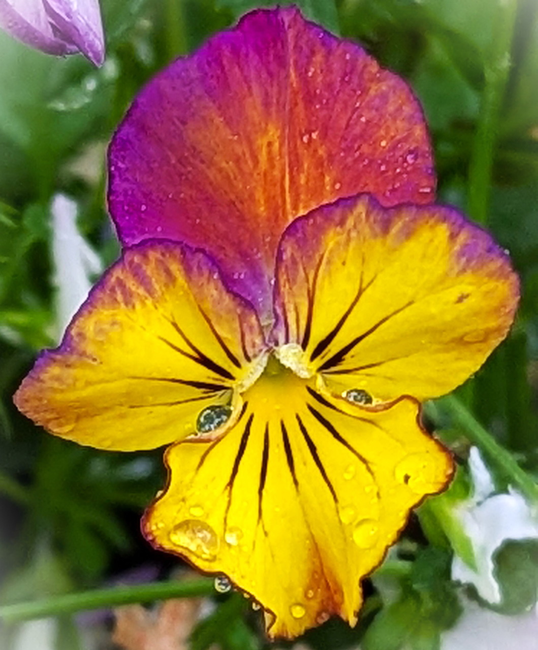 Close-up of a red and yellow pansy flower with raindrops