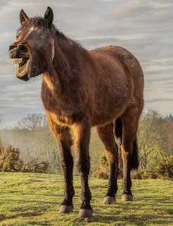 Dark brown pony with open mouth appearing to laugh, standing on grassy hill under cloudy sky