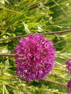 Close-up of a round purple allium flower head with green grass in the background