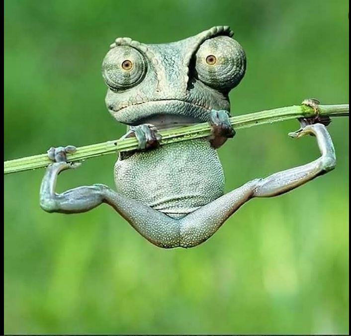 Green chameleon hanging from a branch in a humorous pose against a blurred green background