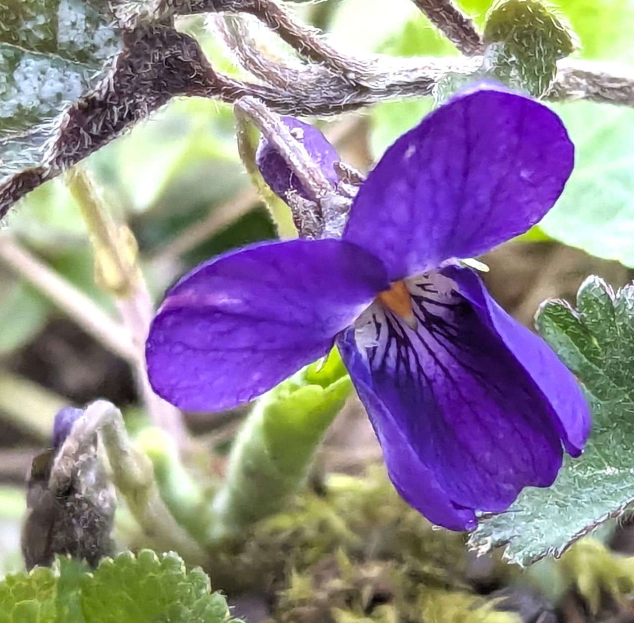 Close-up of a purple violet flower with fuzzy green stem and leaves