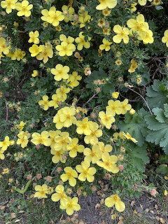 Dense cluster of bright yellow flowers with green leaves covering the ground