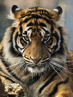 Close-up portrait of a tiger with orange and black stripes, intense gaze, and prominent white whiskers