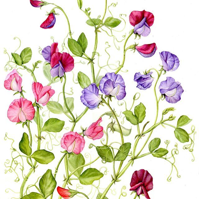 Botanical illustration of colorful sweet pea flowers with green vines and tendrils on white background