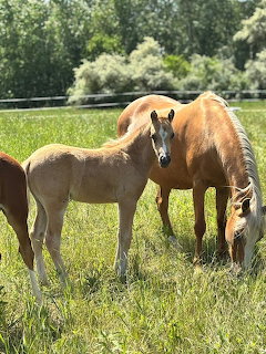 Three horses including a foal grazing in a green pasture with trees behind them