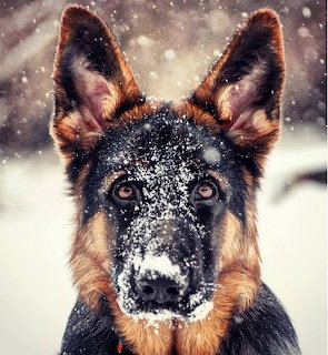 Close-up of a German Shepherd with snow on its face in a winter scene