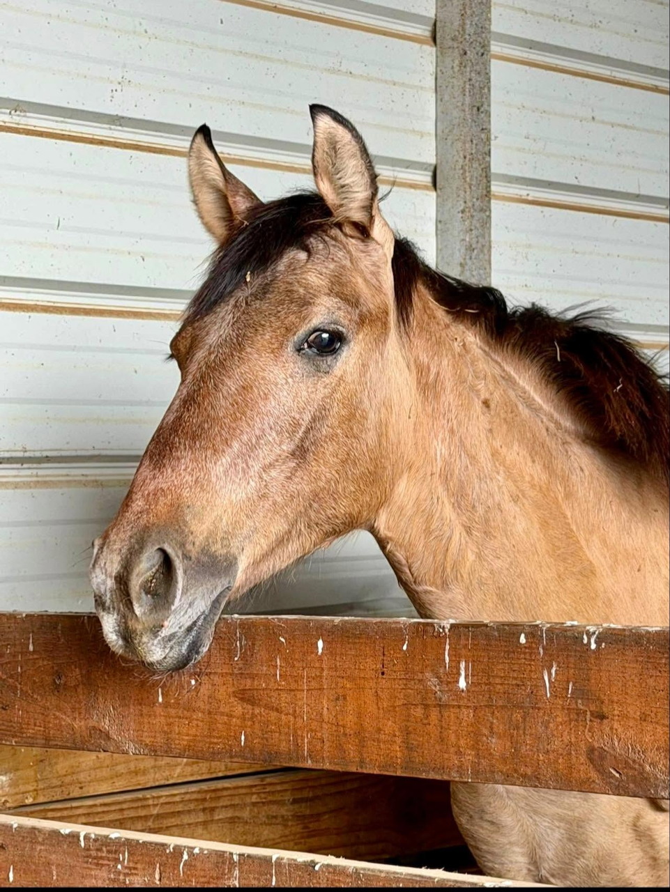 Horse Rocky in Stable