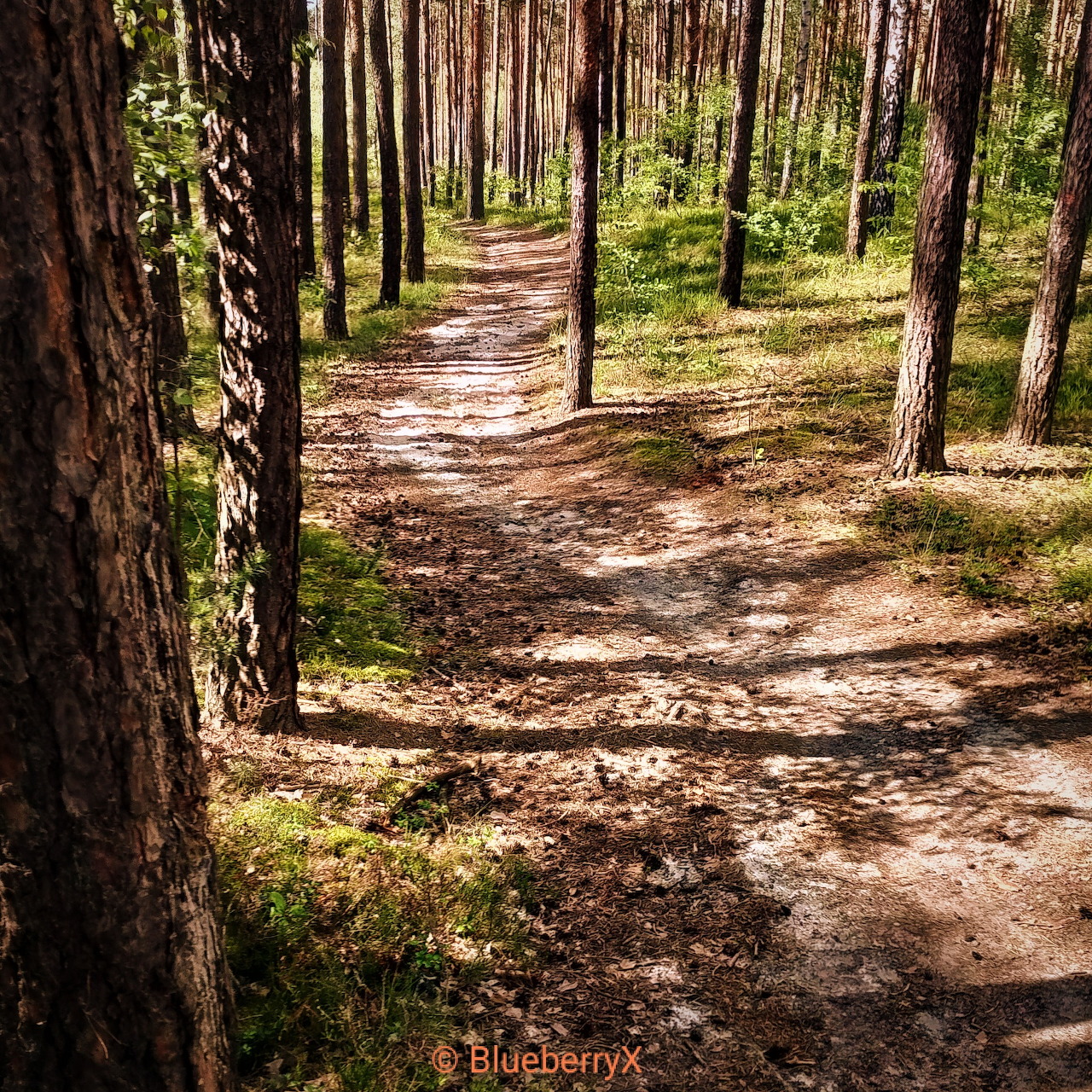 Narrow dirt path through a sunlit pine forest with tall trees and shadows