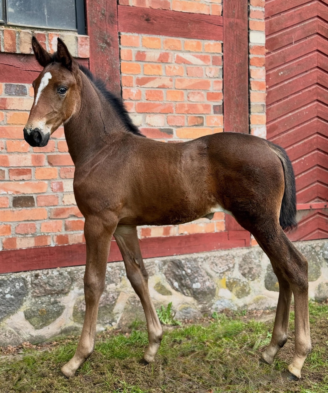Young brown foal standing beside a red brick stable wall