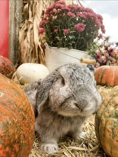 Grey lop-eared buny sitting on straw surrounded by pumpkins and fall decorations