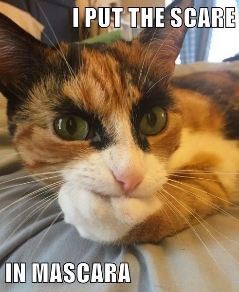 Calico cat with dark eye markings and green eyes, meme text reads 'I put the scare in mascara'