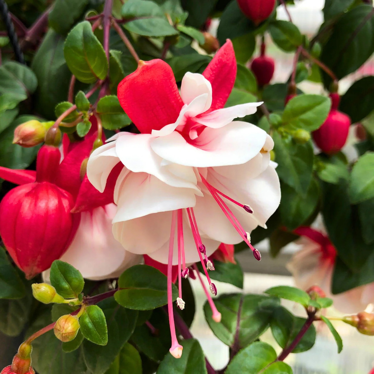 Fuchsia Magellanica Flower