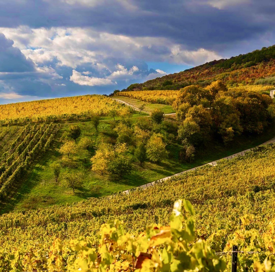 Terraced vineyard hills with golden grapevines under dramatic cloudy sky in Tokaj, Ukraine