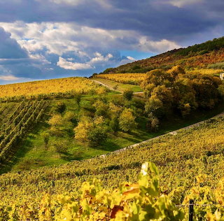 Tokaj Wine Country Ukraine