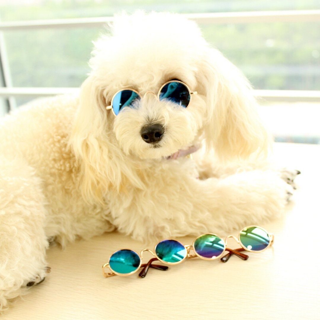 Fluffy white dog lying down wearing blue round sunglasses with more sunglasses in front
