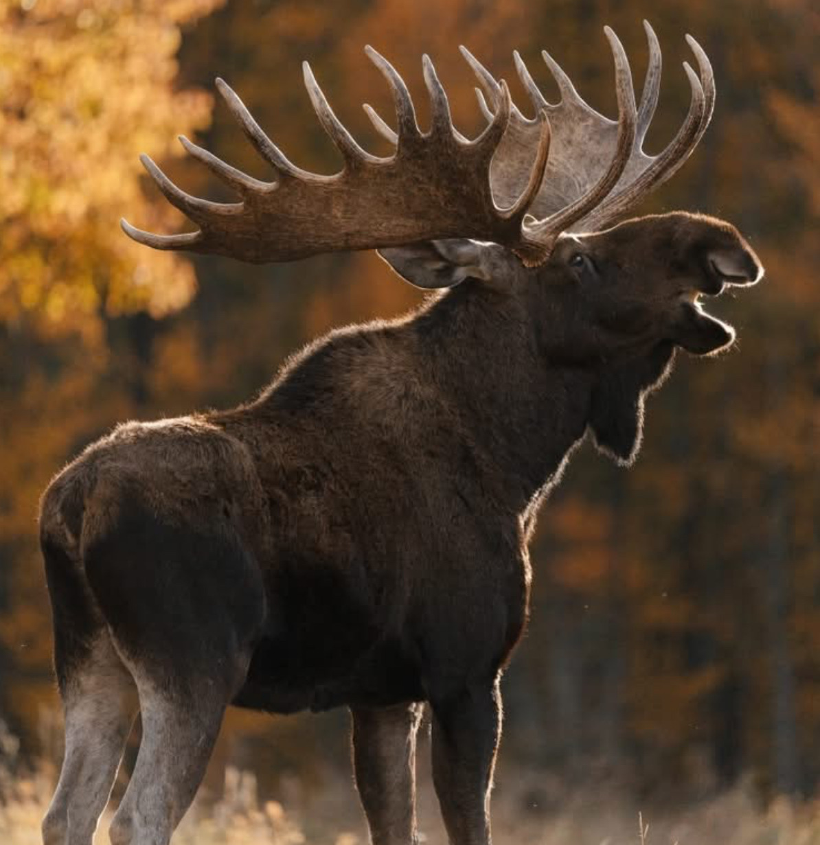 Bull moose with large antlers standing in front of a blurred autumn forest