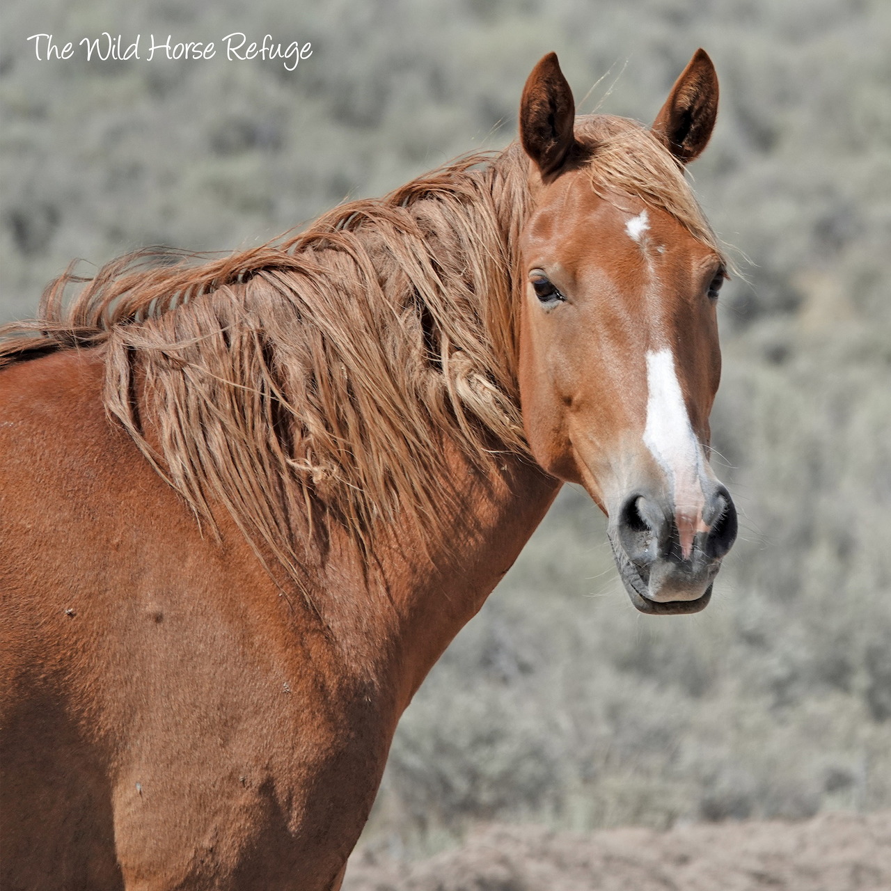 Close-up of a chestnut horse with white facial markings and flowing mane in natural outdoor setting