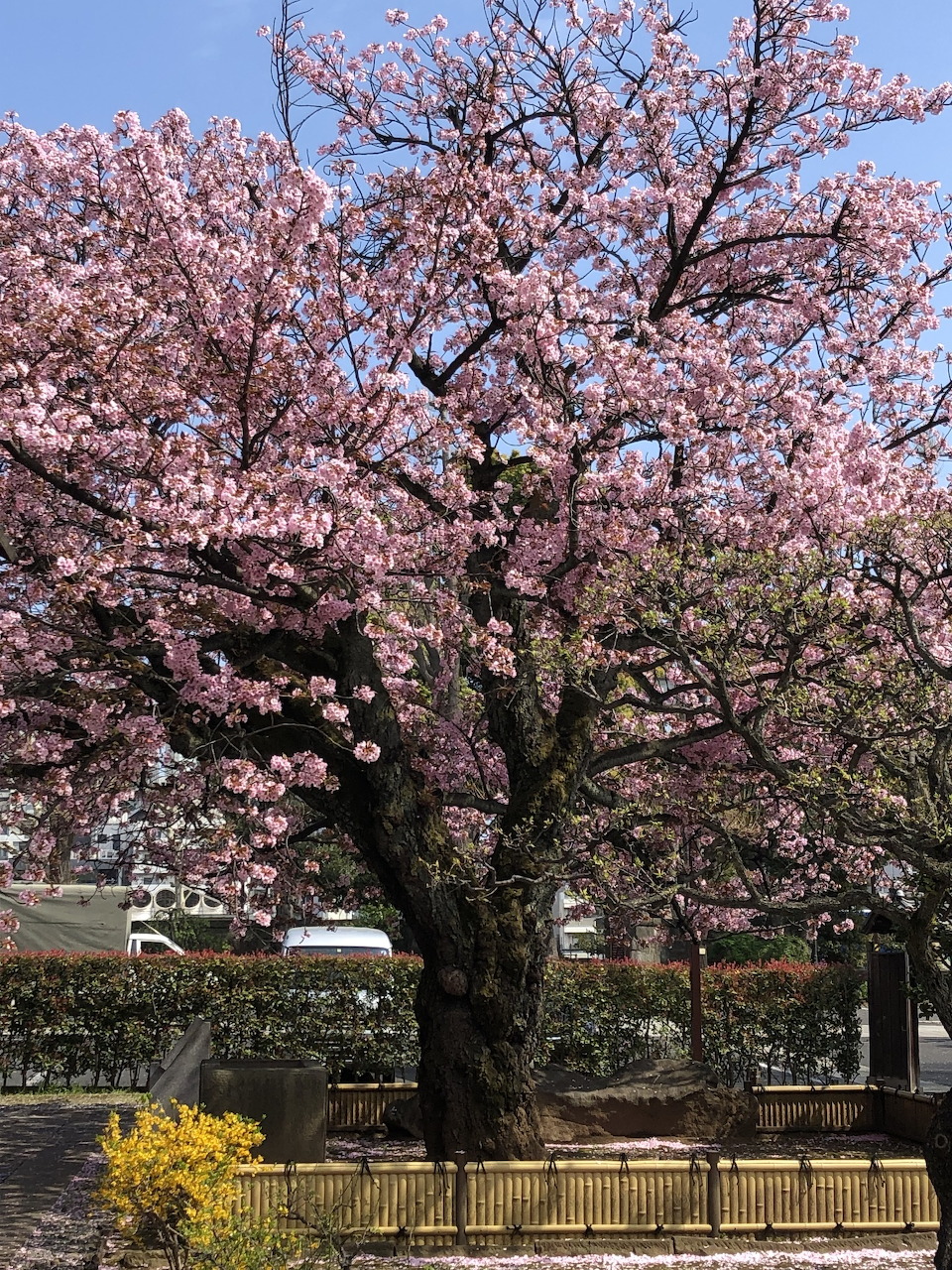 Large cherry blossom tree with pink flowers in a Japanese park under blue sky