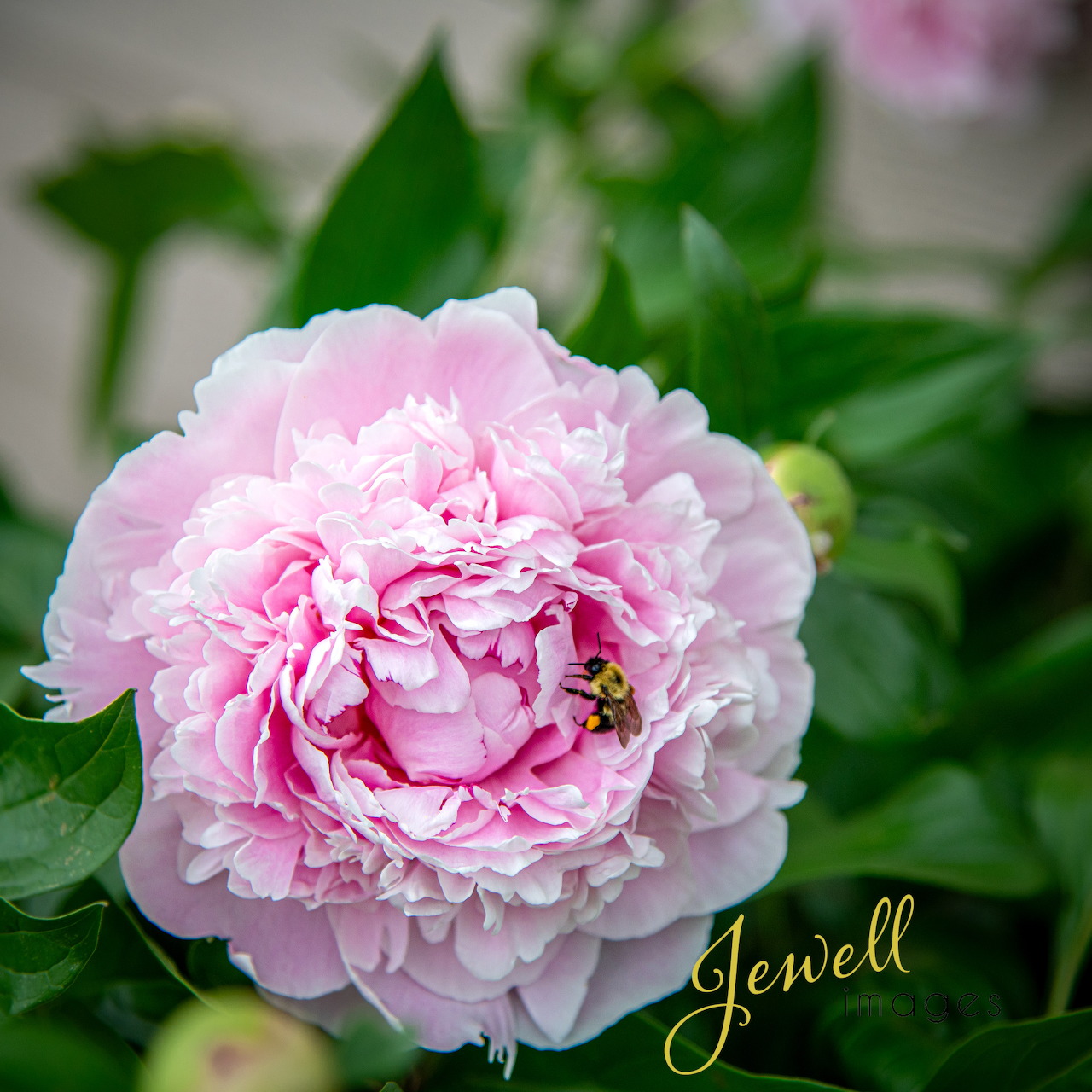 Pink peony flower in bloom with a small bee on the petals and green leaves behind