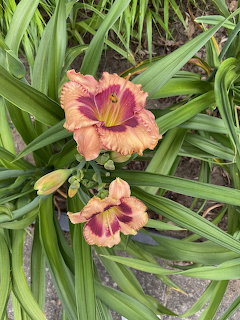 Daylily Flower Garden
