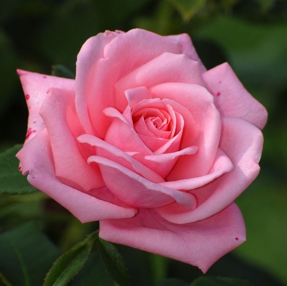 Close-up of a pink rose bloom with soft petals on green blurred background