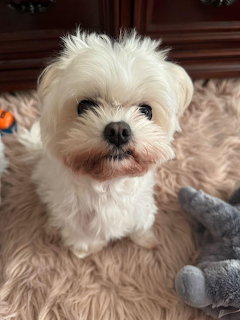 White Maltese Dog