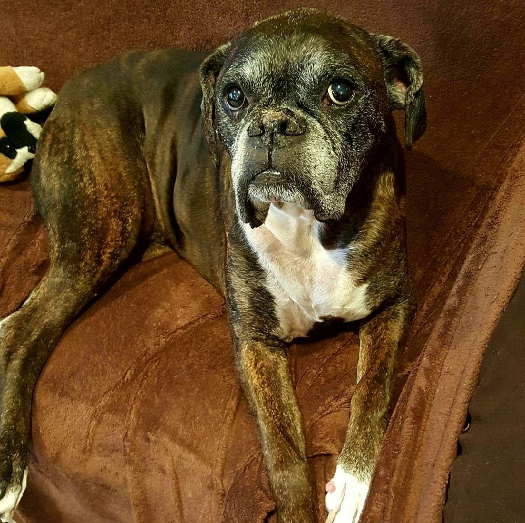 Brindle boxer dog with white markings lying on brown cushion
