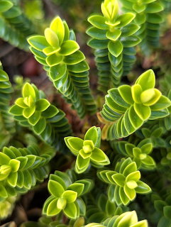 Close-up of green and yellow variegated succulent plants with spiral rosette leaf patterns