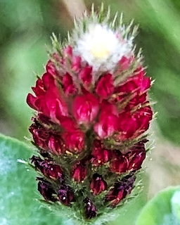 Close-up of a red crimson clover flower with spiky green tips and blurred green background