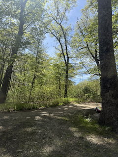Dirt trail through a sunlit deciduous forest with green leaves and blue sky in spring