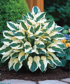 Variegated Hosta Plant
