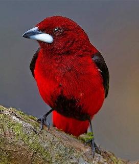 Crimson-backed tanager with bright red body and black wings perched on a branch