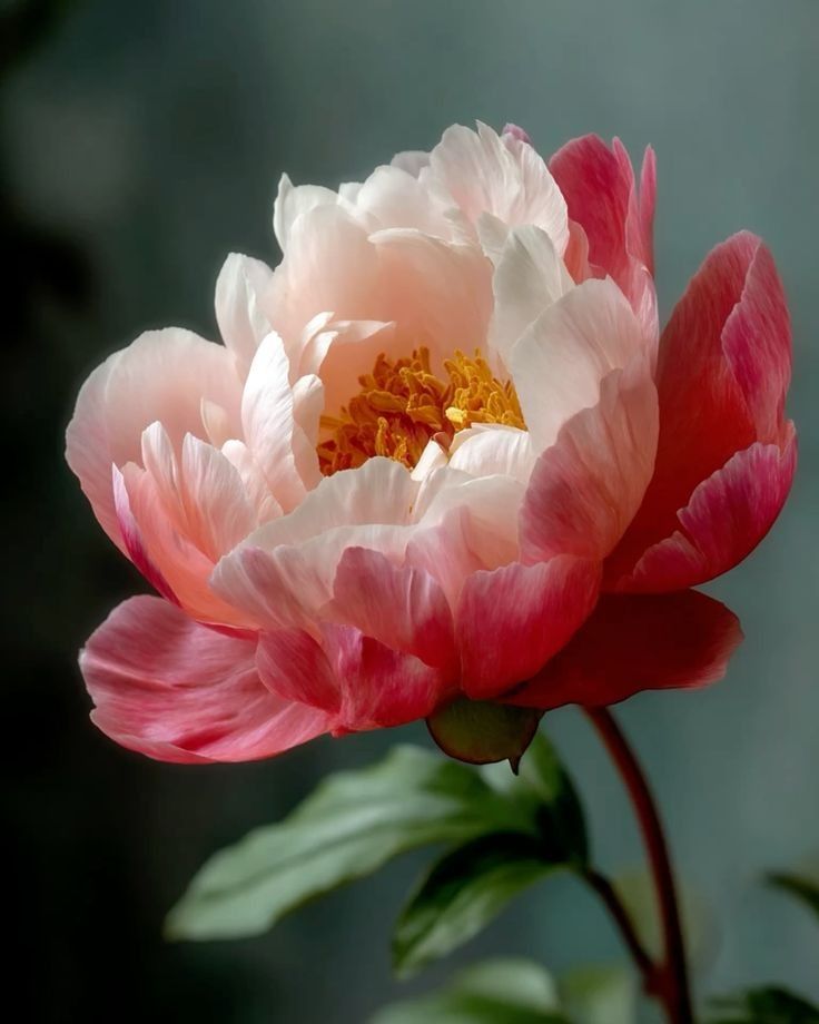 Close-up of a blooming pink peony with layered petals and yellow stamens against a dark background