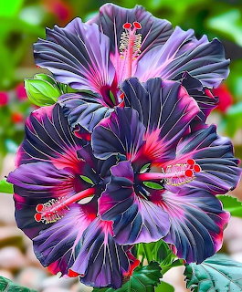 Bicolor Hibiscus Flowers