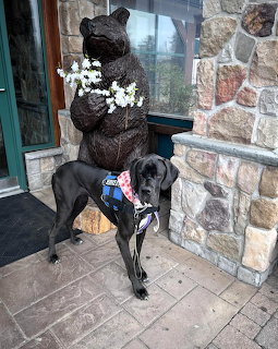 Black Labrador sitting next to bronze bear statue on stone patio