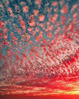 Flock of birds silhouetted against a pink and blue sunrise sky with dense clouds