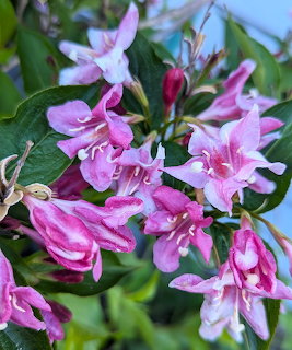 Pink weigela flowers blooming on green shrub branches against blue sky
