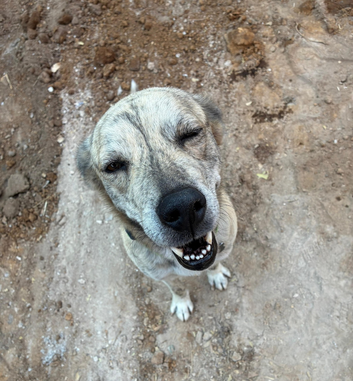 White Dog on Dirt Ground