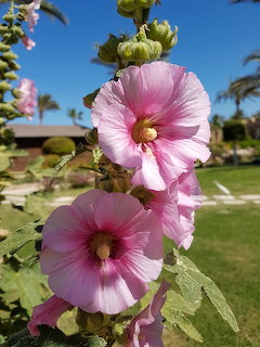 Pink hollyhock flowers bloming on a tall green stalk in a sunny garden with palm trees