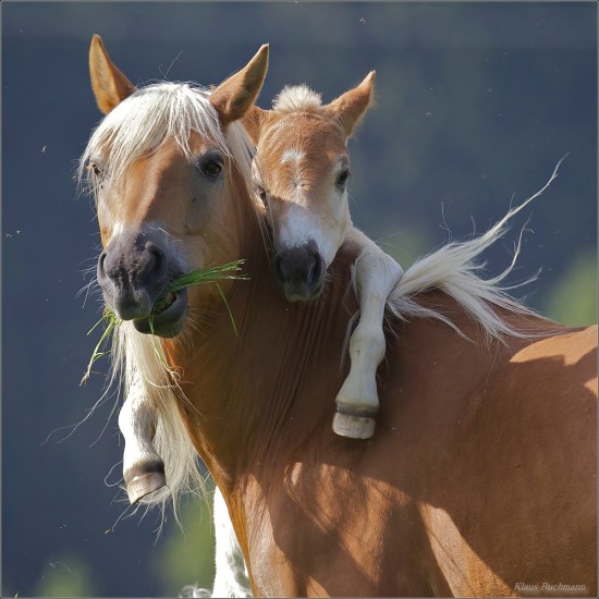 Chestnut mare with blonde mane and her young foal standing together outdoors