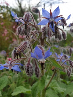 Blue borage flowers with star-shaped petals and hairy stems in a garden setting