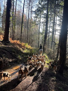 Hunting Dogs Forest