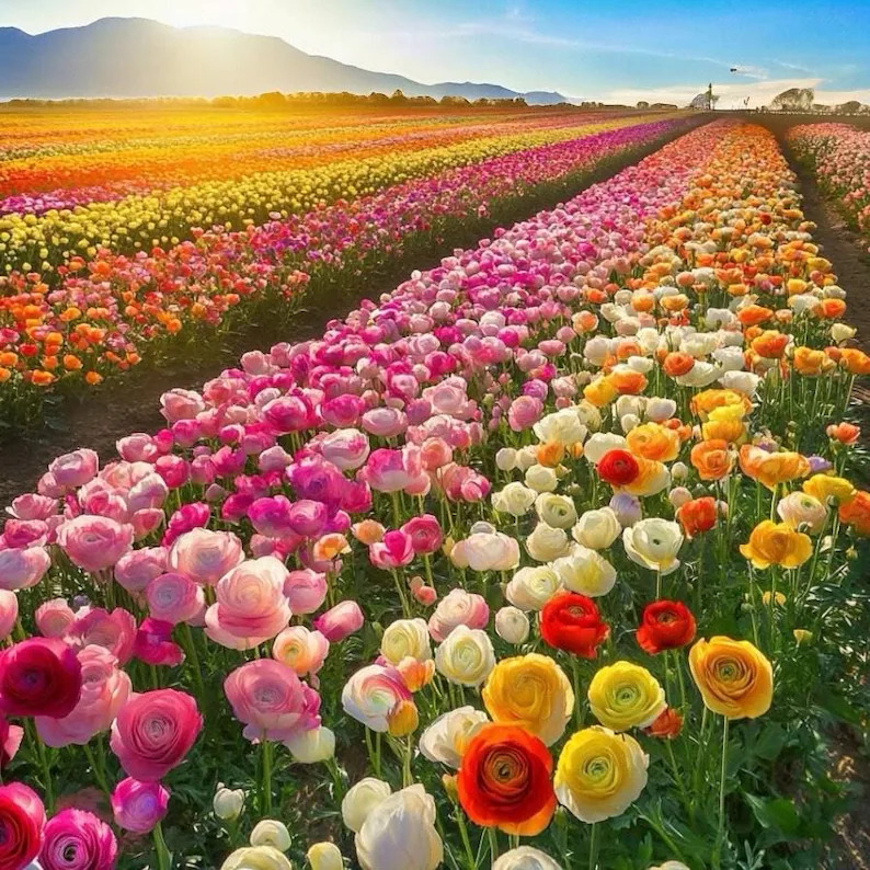 Colorful rows of blooming flowers in a sunlit field with distant mountains