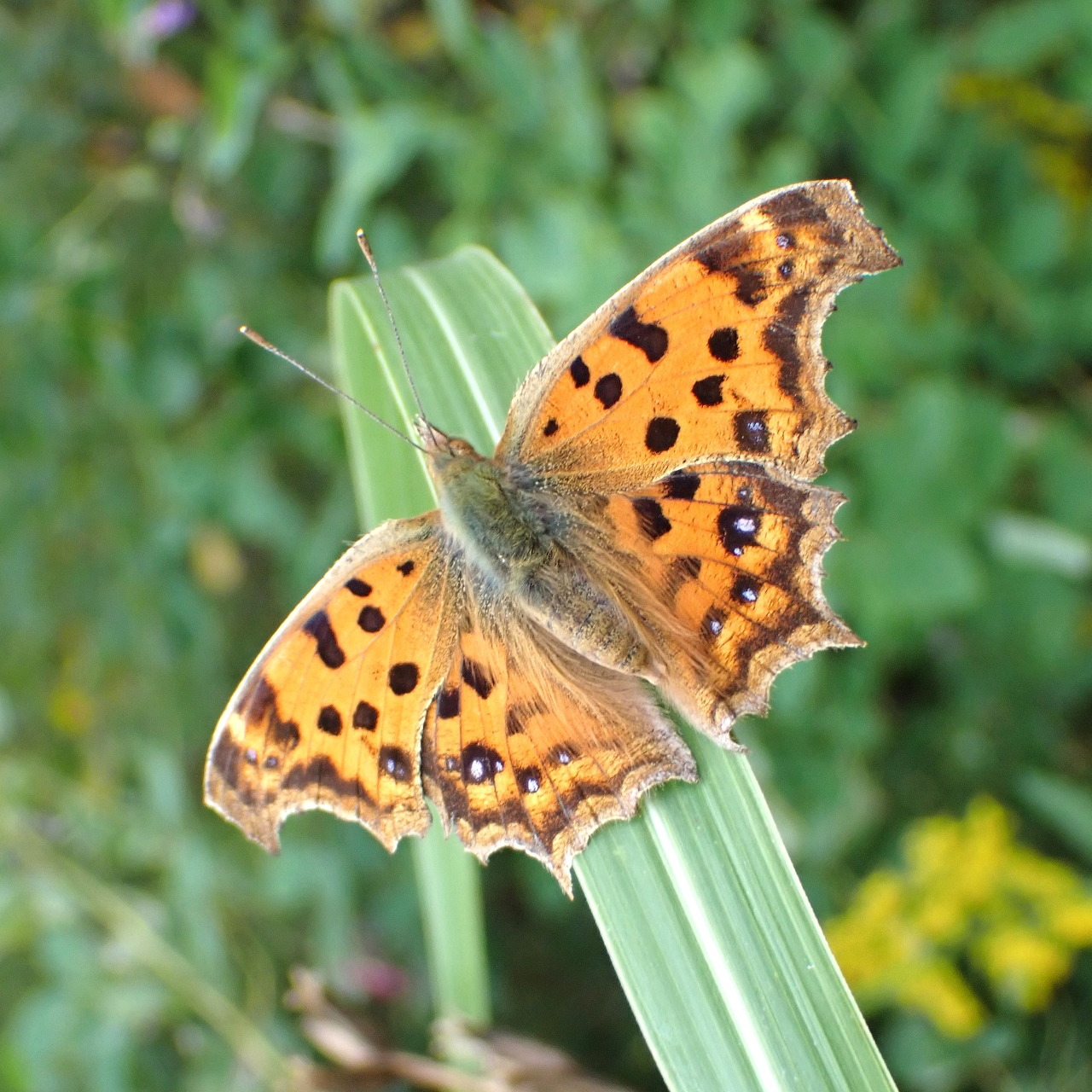 Kitateha Butterfly