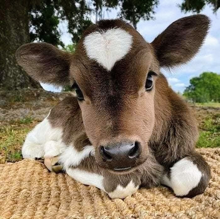 Close-up of a brown and white calf resting on a woven mat outdoors