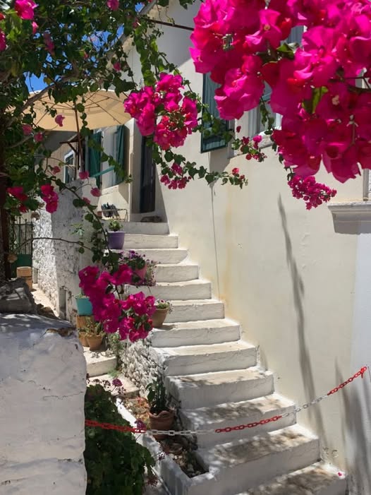 White stone steps in a Greek island alley covered with bright pink bougainvillea flowers