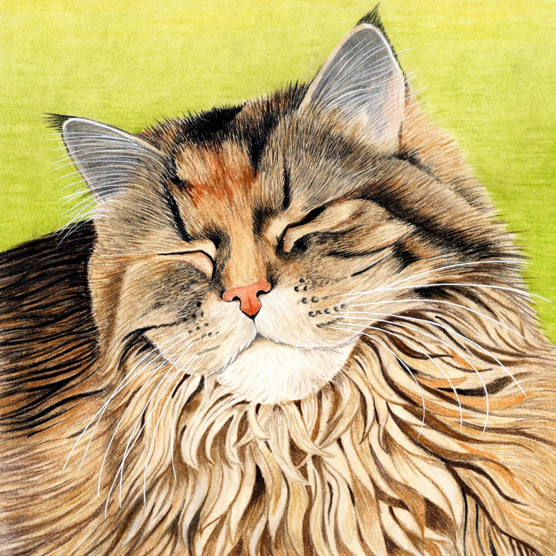 Painting of a sleeping long-haired tabby cat with fluffy orange, brown and white fur on yellow background