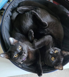 Two black cats cuddling together inside a dark mesh pet carrier, both looking at camera with yellow-green eyes